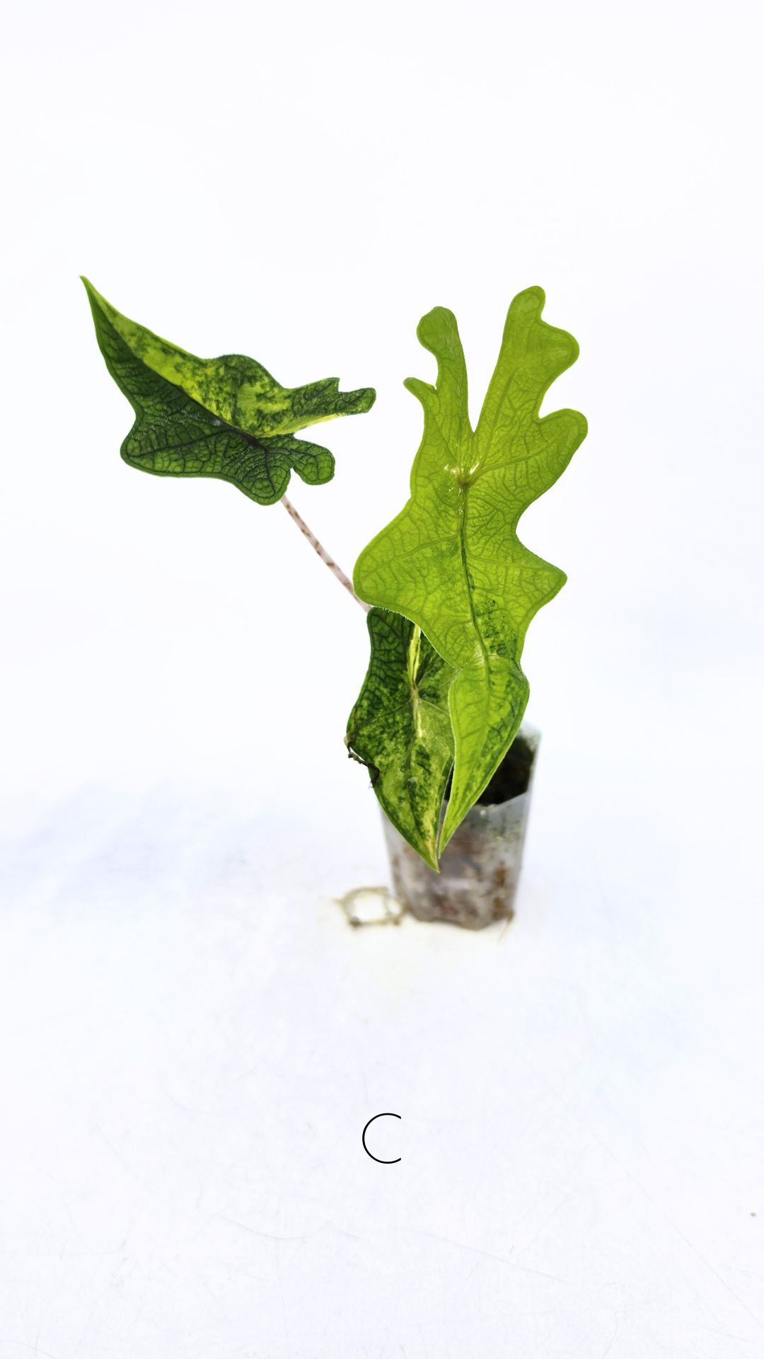 Rare indoor plant Alocasia Jacklyn Variegated available for sale at rare house plant shop The Leaf Gallery in Perth, Western Australia