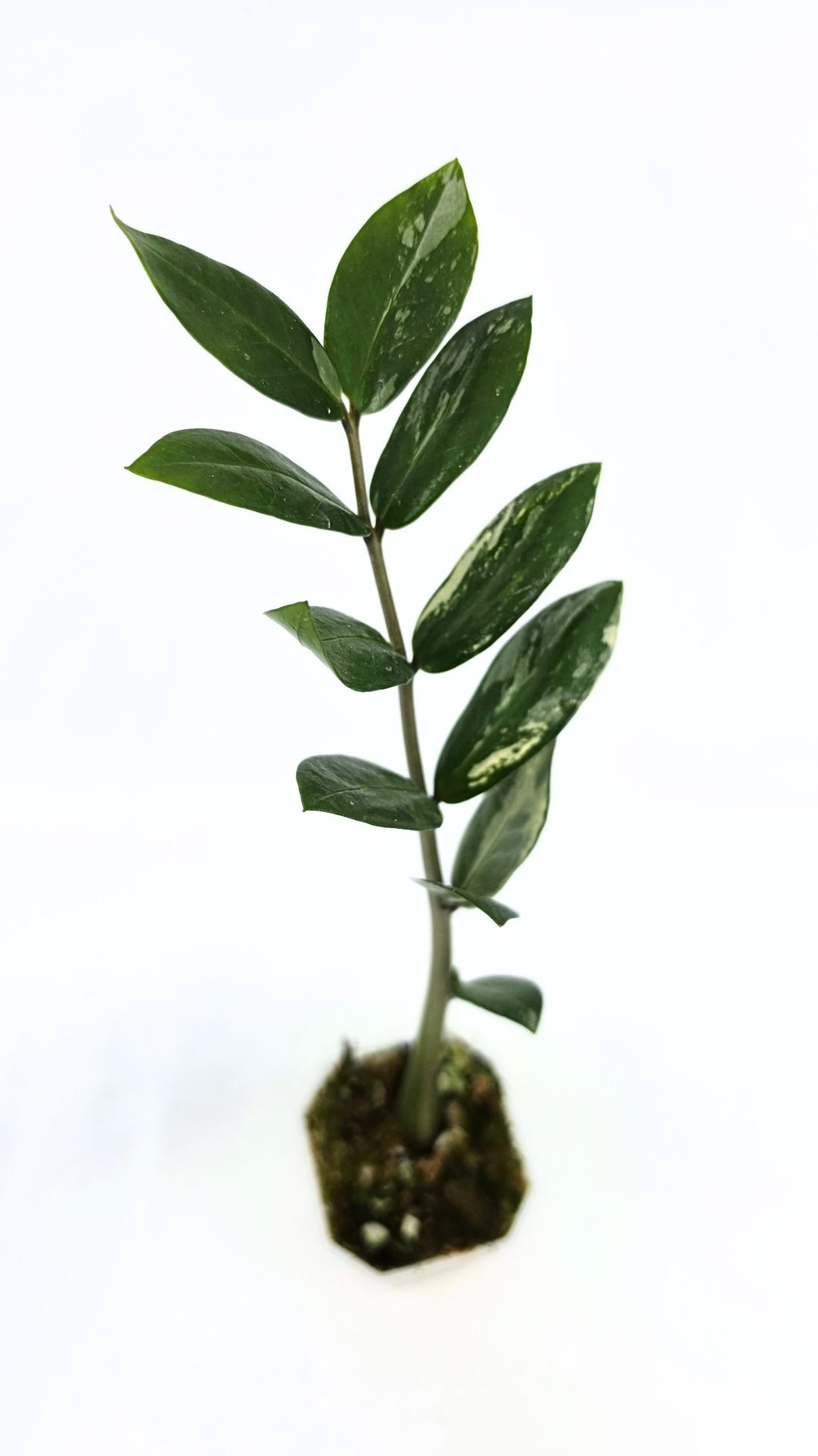Rare indoor plant Zamioculcas Zamiifolia (ZZ plant) Variegated available for sale at rare house plant shop The Leaf Gallery in Perth, Western Australia