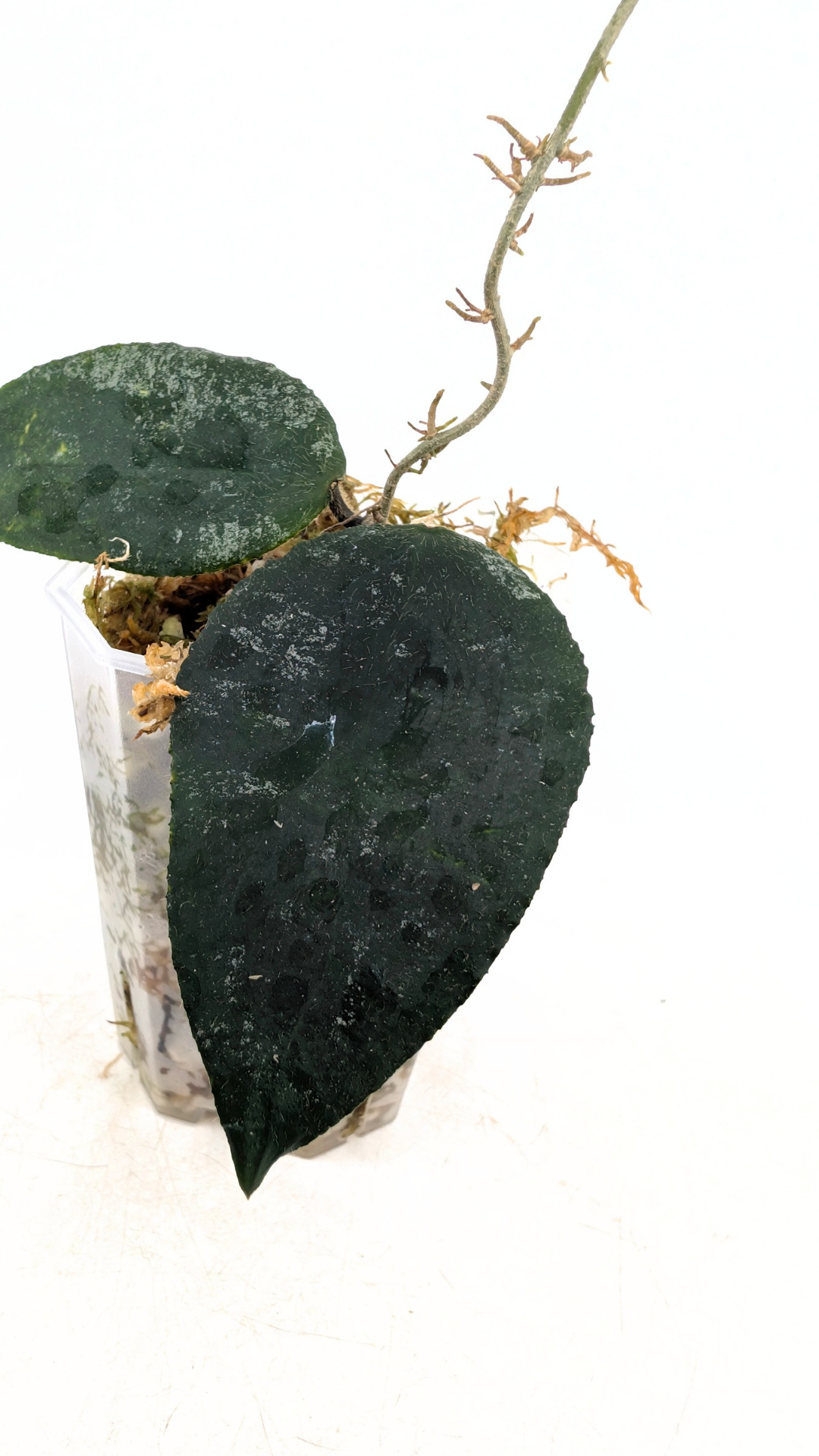 Rare Hoya Caudata Sumatra available for sale by rare indoor plant shop The Leaf Gallery in Perth, Western Australia