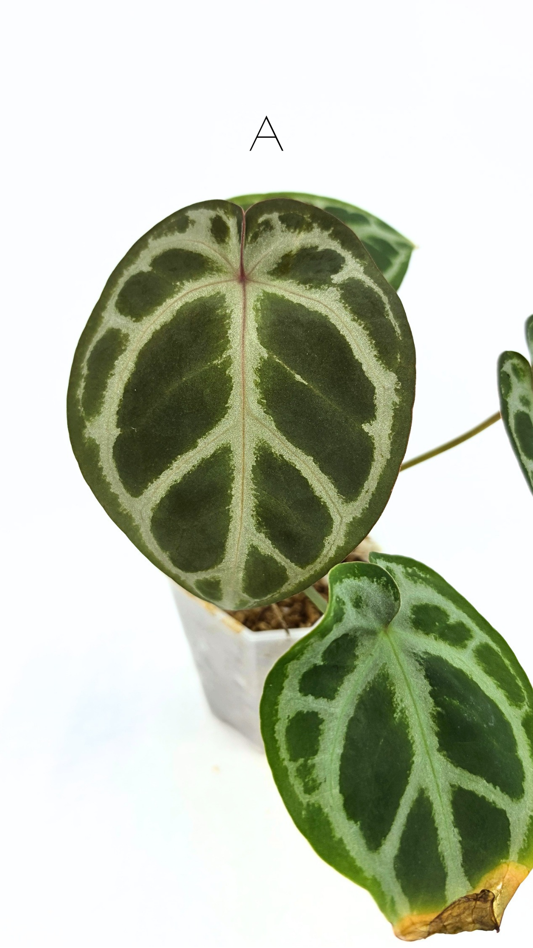 Anthurium Red Dorayaki Mutation X Michelle