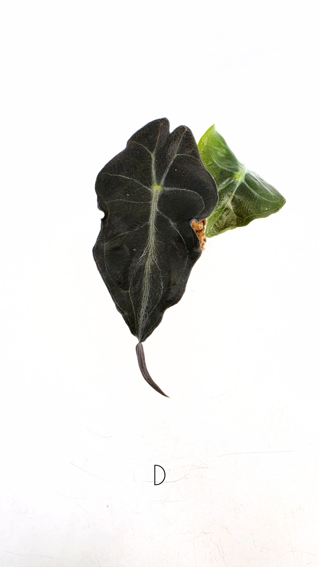 Rare indoor plant Alocasia Venom available for sale at rare house plant shop The Leaf Gallery in Perth, Western Australia.