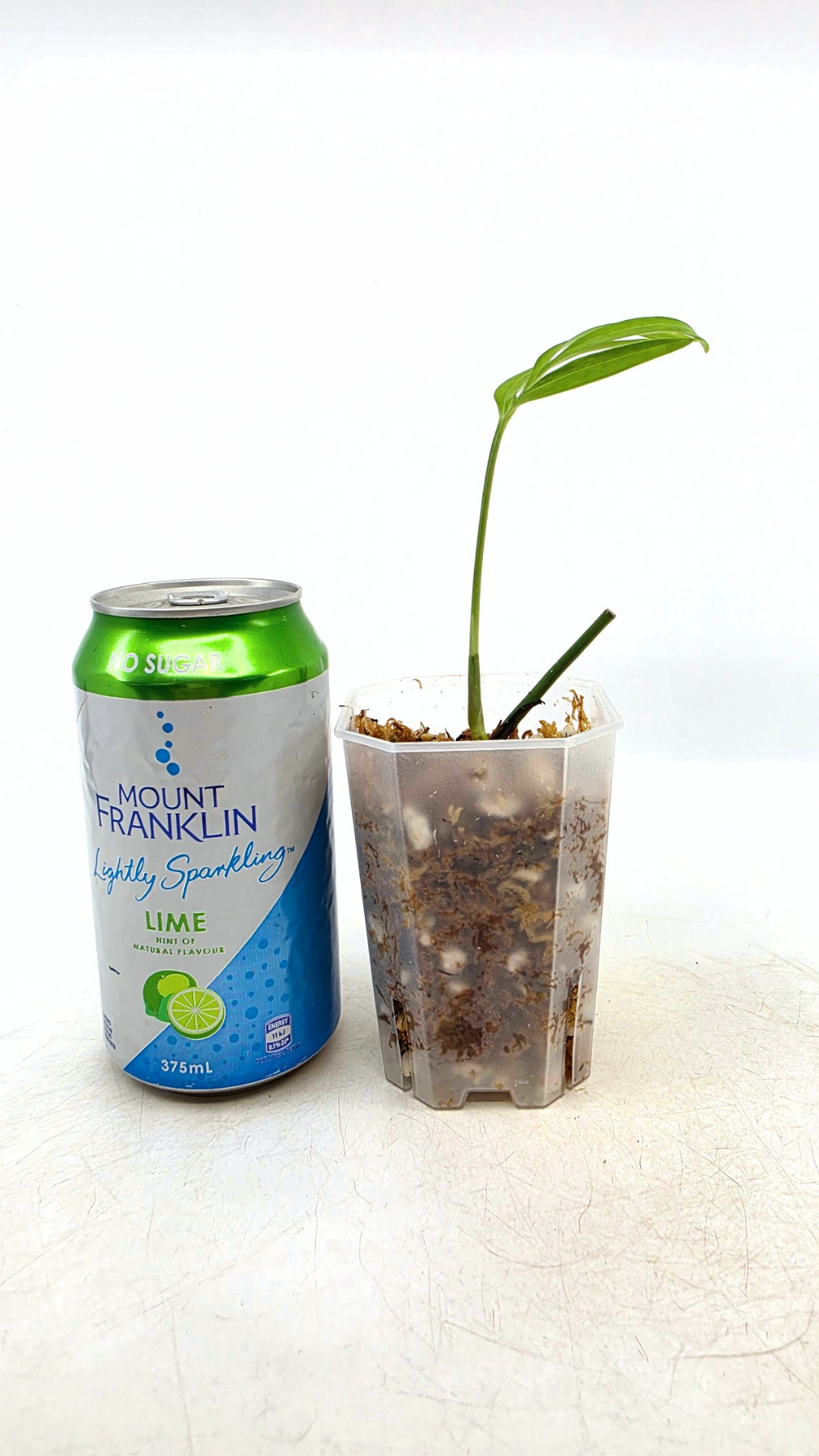 Rare indoor plant Monstera Subpinata available for sale at rare house plant shop The Leaf Gallery in Perth, Western Australia.