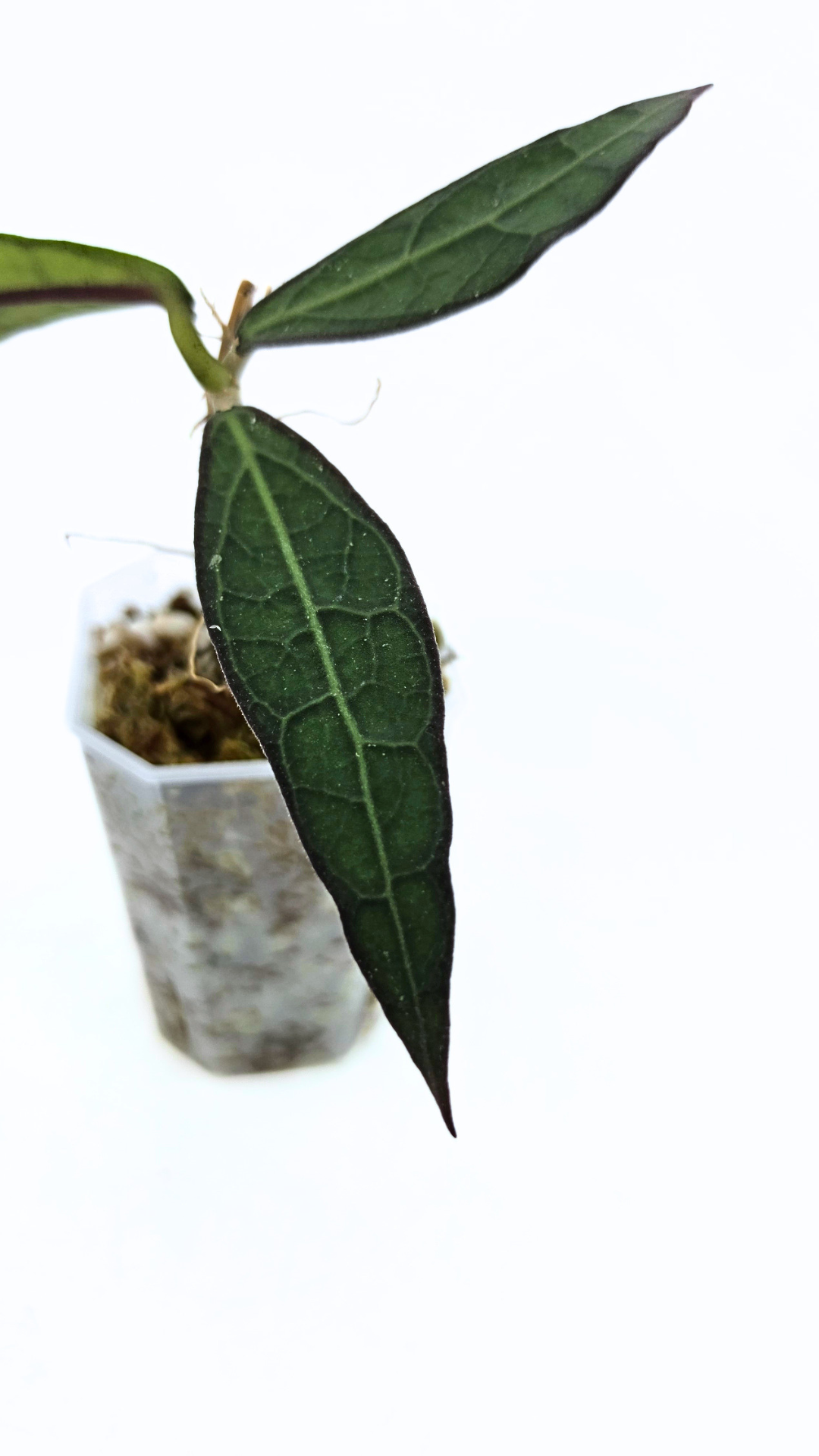 Rare Wax Plant Hoya Clemensiorum available for sale at rare house plant shop The Leaf Gallery in Perth, Western Australia