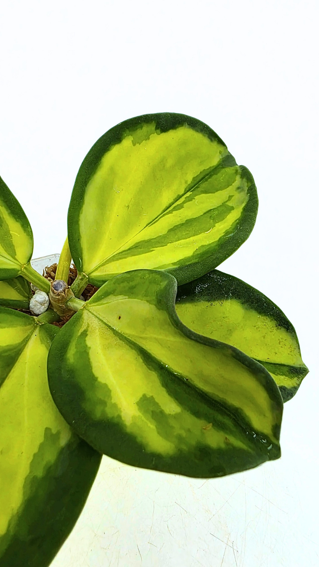 Rare waxplant Hoya Subquintupllinervis Inner Variegated, formerly known as Hoya Pachyclada available for sale at rare indoor plant shop The Leaf Gallery in Perth, Western Australia