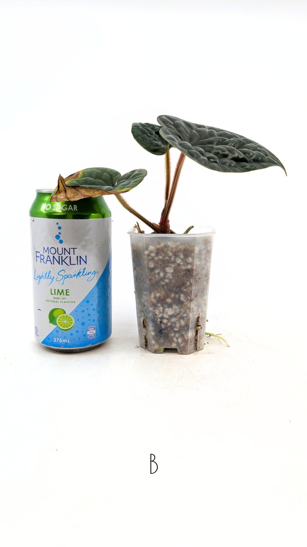 Rare indoor plant Anthurium Luxurians available for sale at rare house plant shop The Leaf Gallery in Perth, Western Australia