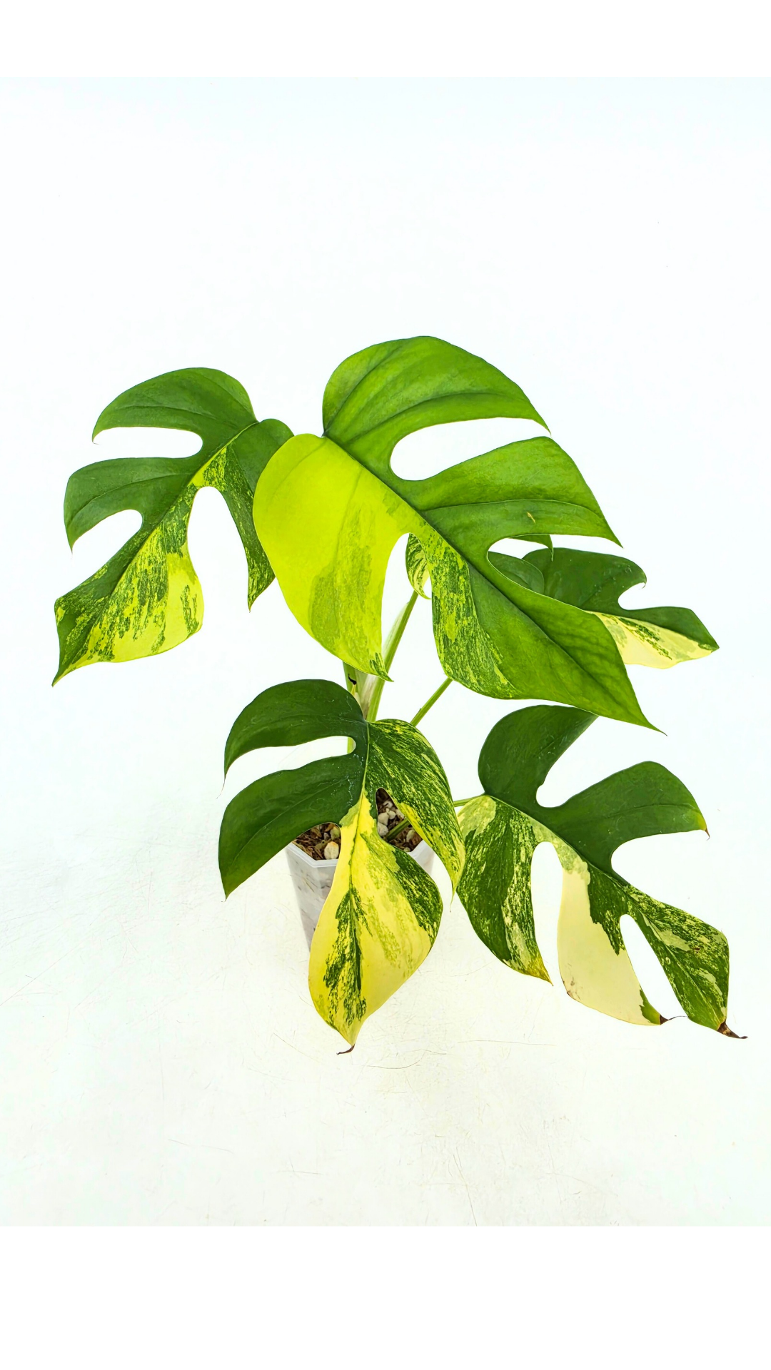 Rare indoor plant Raphidophora Tetrasperma Aurea for sale by rare plant shop The Leaf Gallery in Perth
