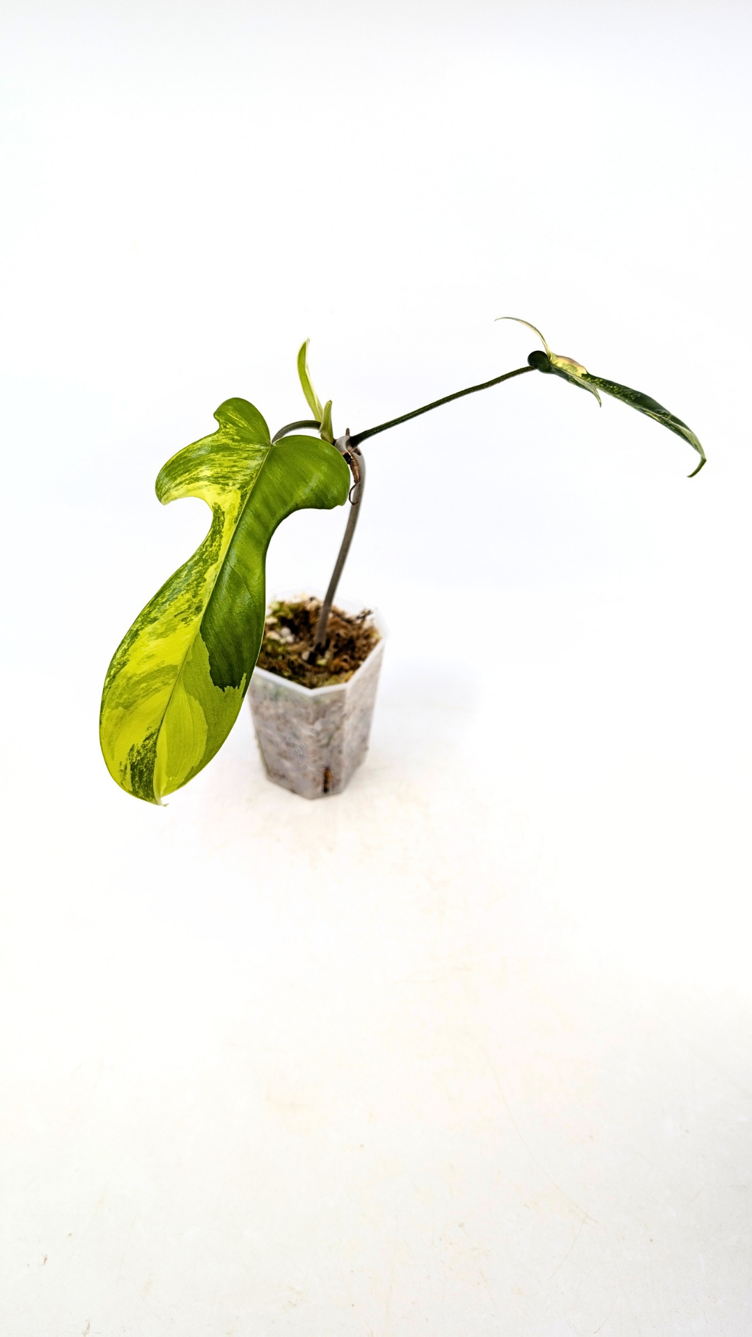 Rare indoor plant Philodendron Florida Beauty Varigated available at rare plant shop The Leaf Gallery in Perth, Western Australia