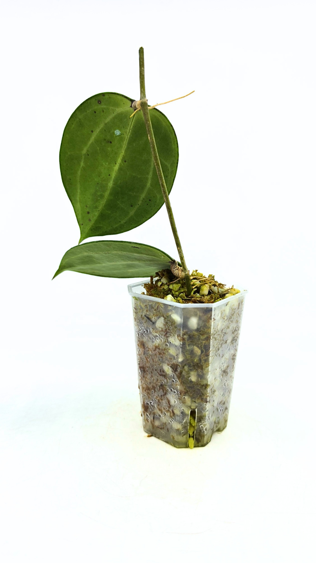 Rare waxplant Hoya Latifolia Snow Queen available for sale at rare plant shop The Leaf Gallery in Perth, Western Australia