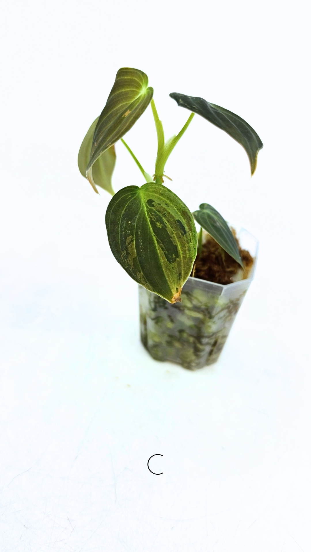 Rare plant Philodendron Melanochrysum Varigated available for sale at rare plant shop The Leaf Gallery in Perth, Western Australia