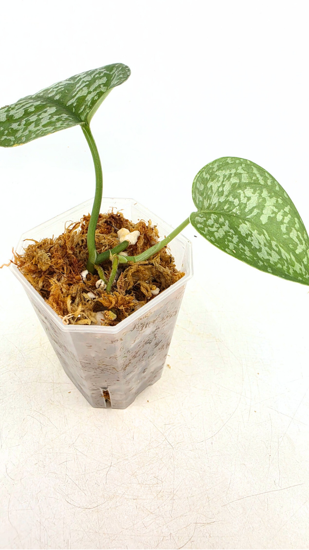 Rare indoor plant Scindapsus Dark Splash available for sale by rare houseplant shop The Leaf Gallery in Perth, Western Australia