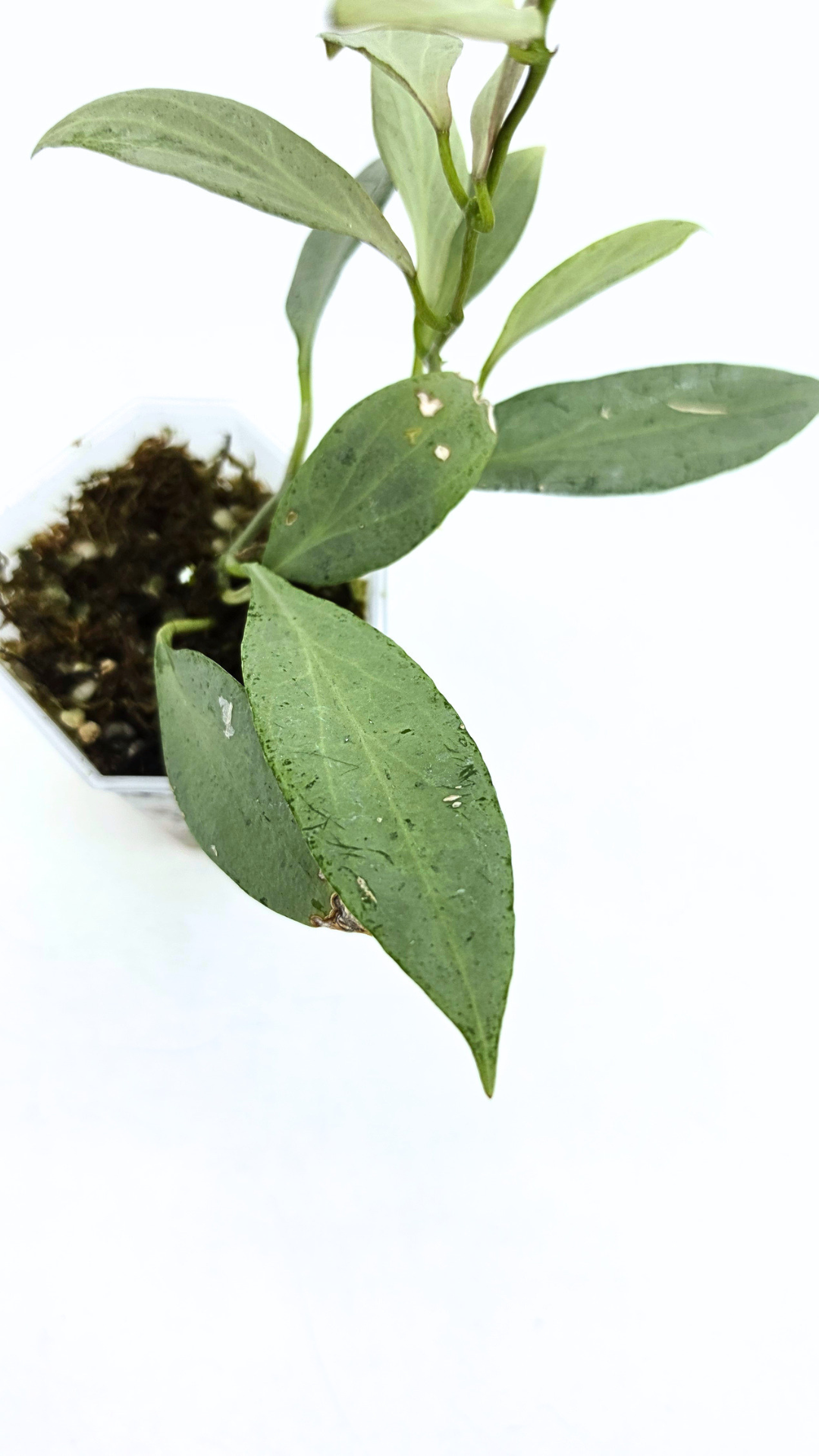 Rare waxplant Hoya Nicholsoniae New Guinea Ghost propagated and for sale by rare plant shop The Leaf Gallery in Perth, Western Australia
