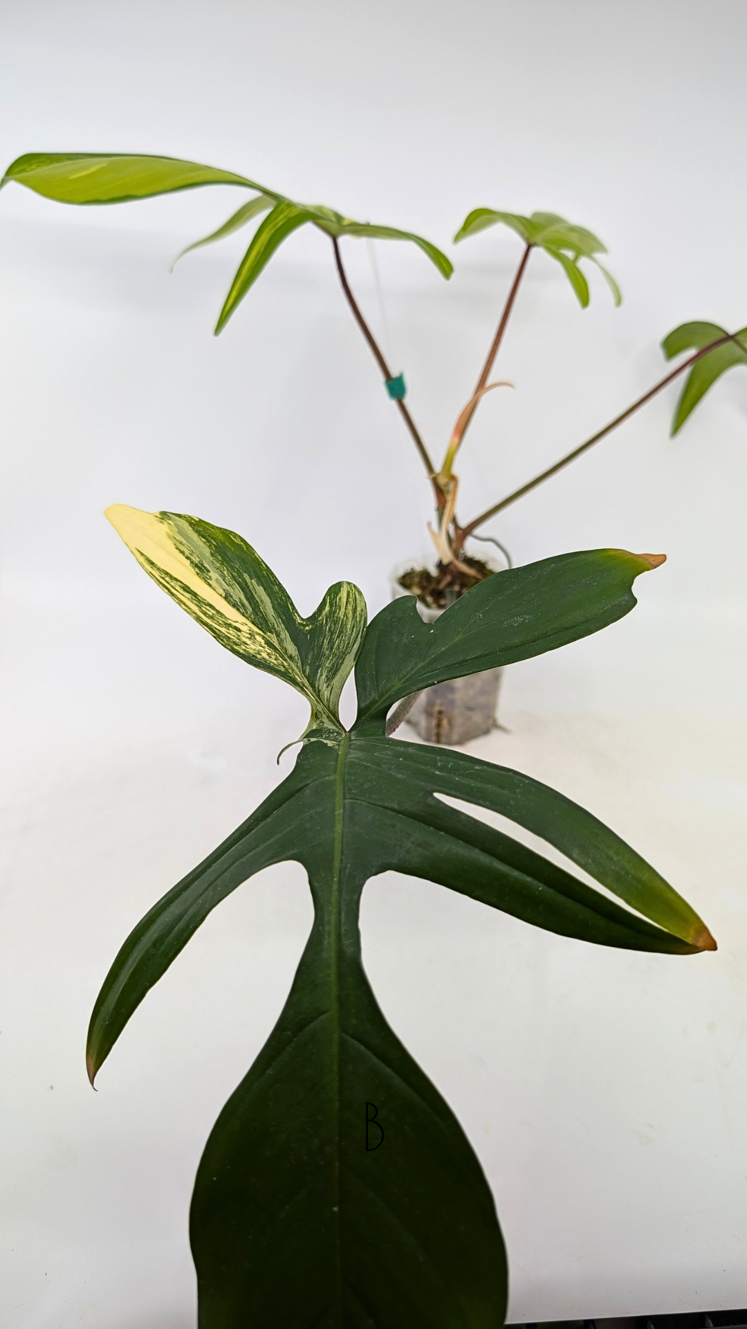 Rare indoor plant Philodendron Florida Beauty Varigated available at rare plant shop The Leaf Gallery in Perth, Western Australia