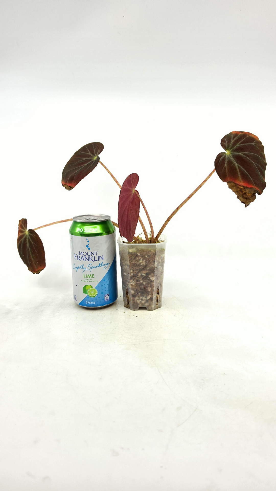 Rare Begonia Burkillii Dark form available for sale at rare plant shop The Leaf Gallery in Perth, Western Australia