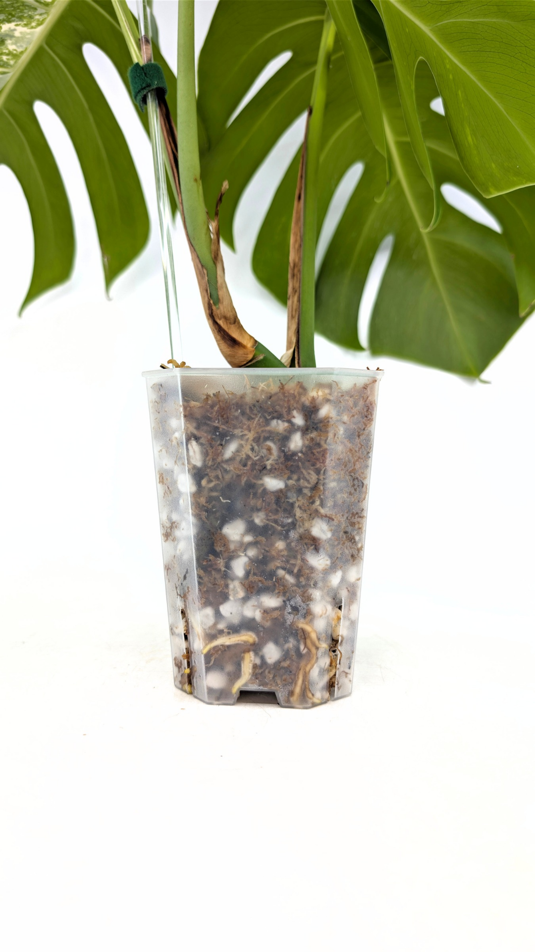 Rare indoor plant Monstera Borsigiana Albo Varigated available for sale at rare plant shop The Leaf Gallery in Perth, Western Australia