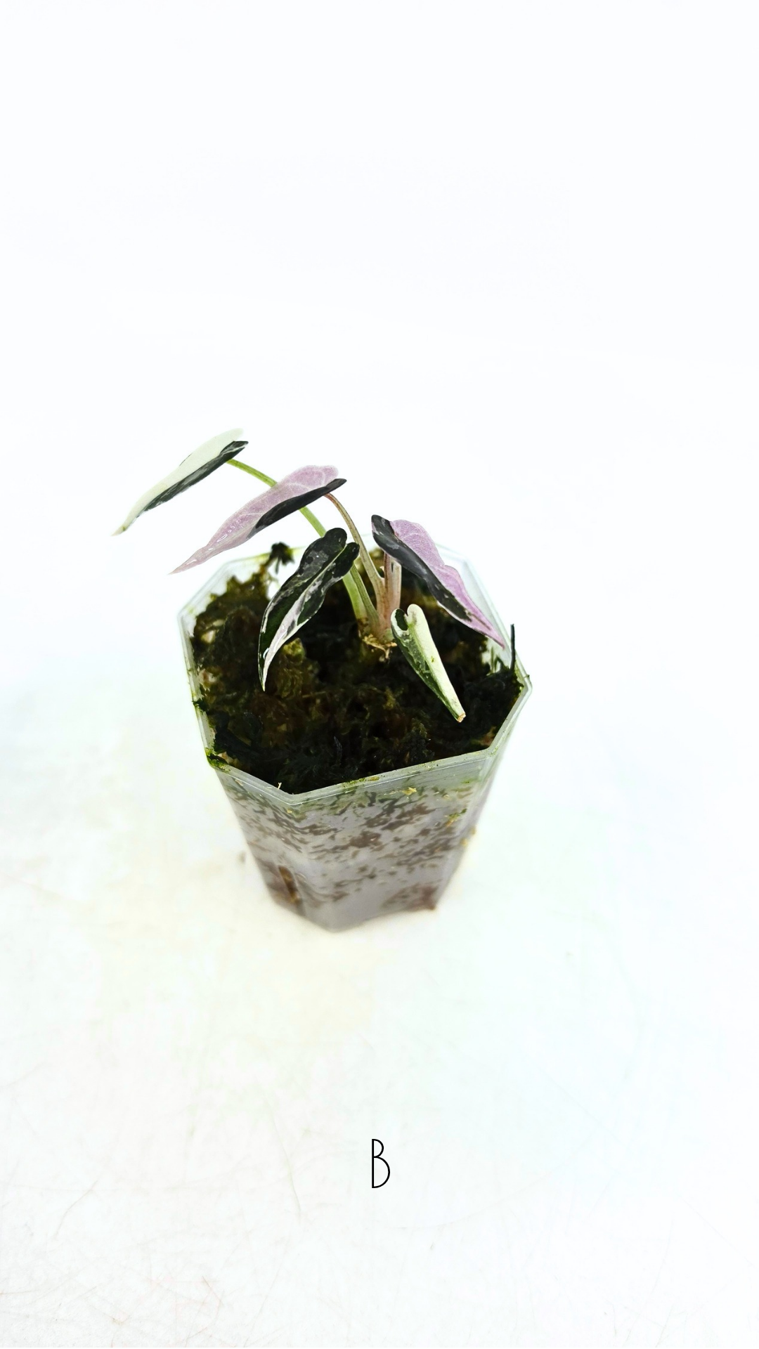 Rare indoor plant Alocasia Amazonica Bambino Pink TC plantlets available for sale at rare houseplant shop The Leaf Gallery in Perth, Western Australia