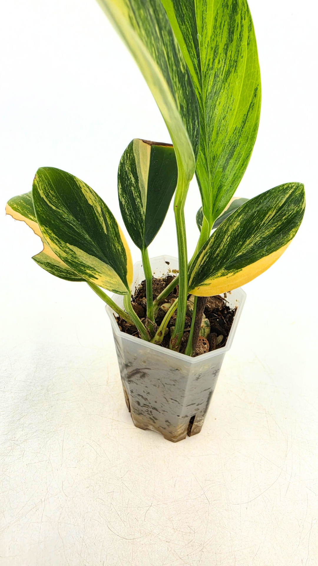 Rare indoor plant Raphidophora Decursiva Varigated (Dragon's Tail Varigated) by rare plant shop The Leaf Gallery in Perth, Western Australia