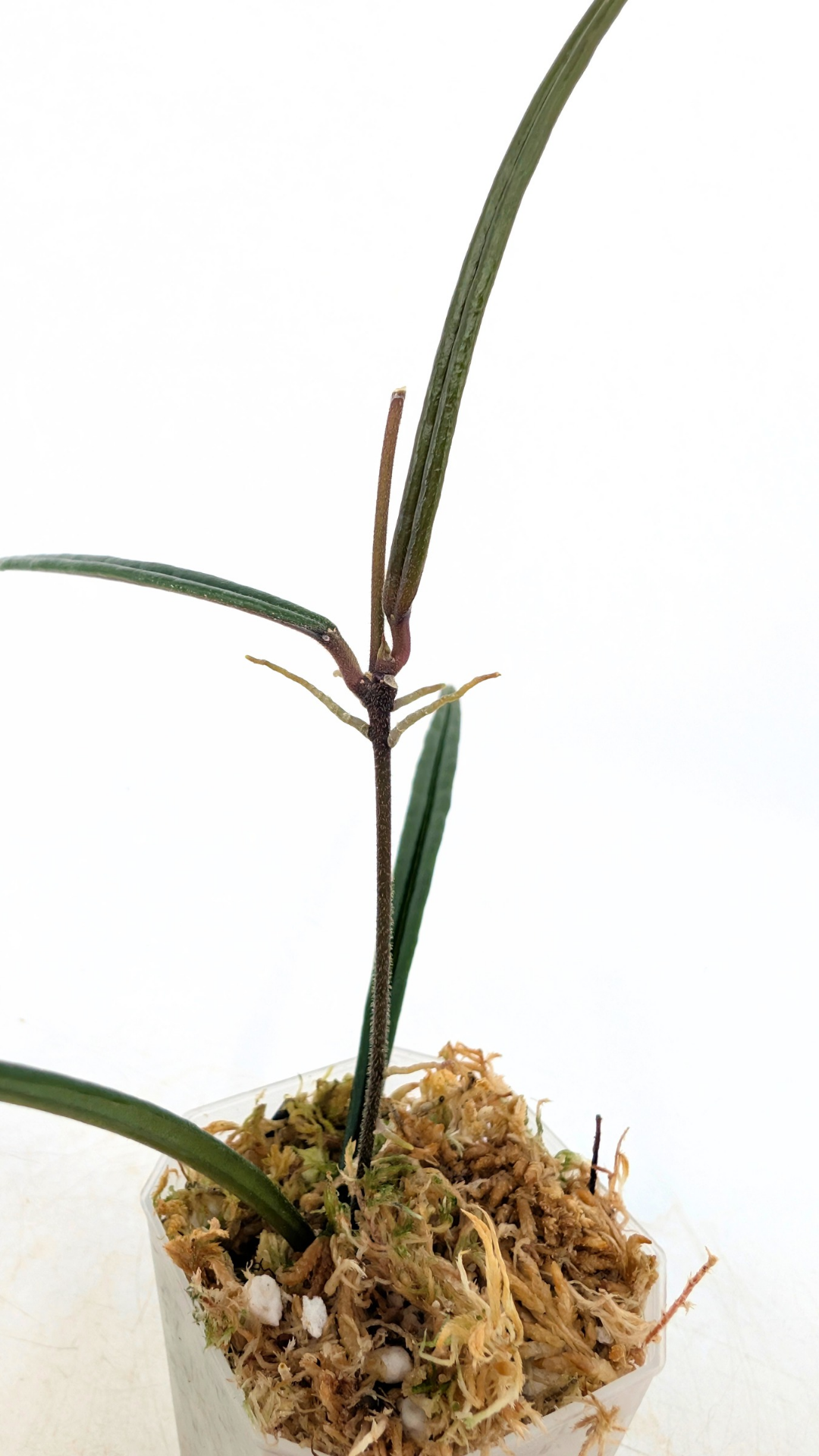 Rare waxplant Hoya Insularis available for sale at rare indoor plant shop The Leaf Gallery in Perth, Western Australia