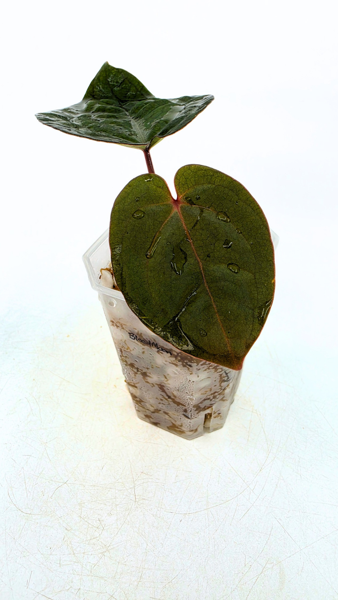 Rare indoor plant Anthurium Bloodmoon clone available from rare house plant shop The Leaf Gallery in Perth, Western Australia