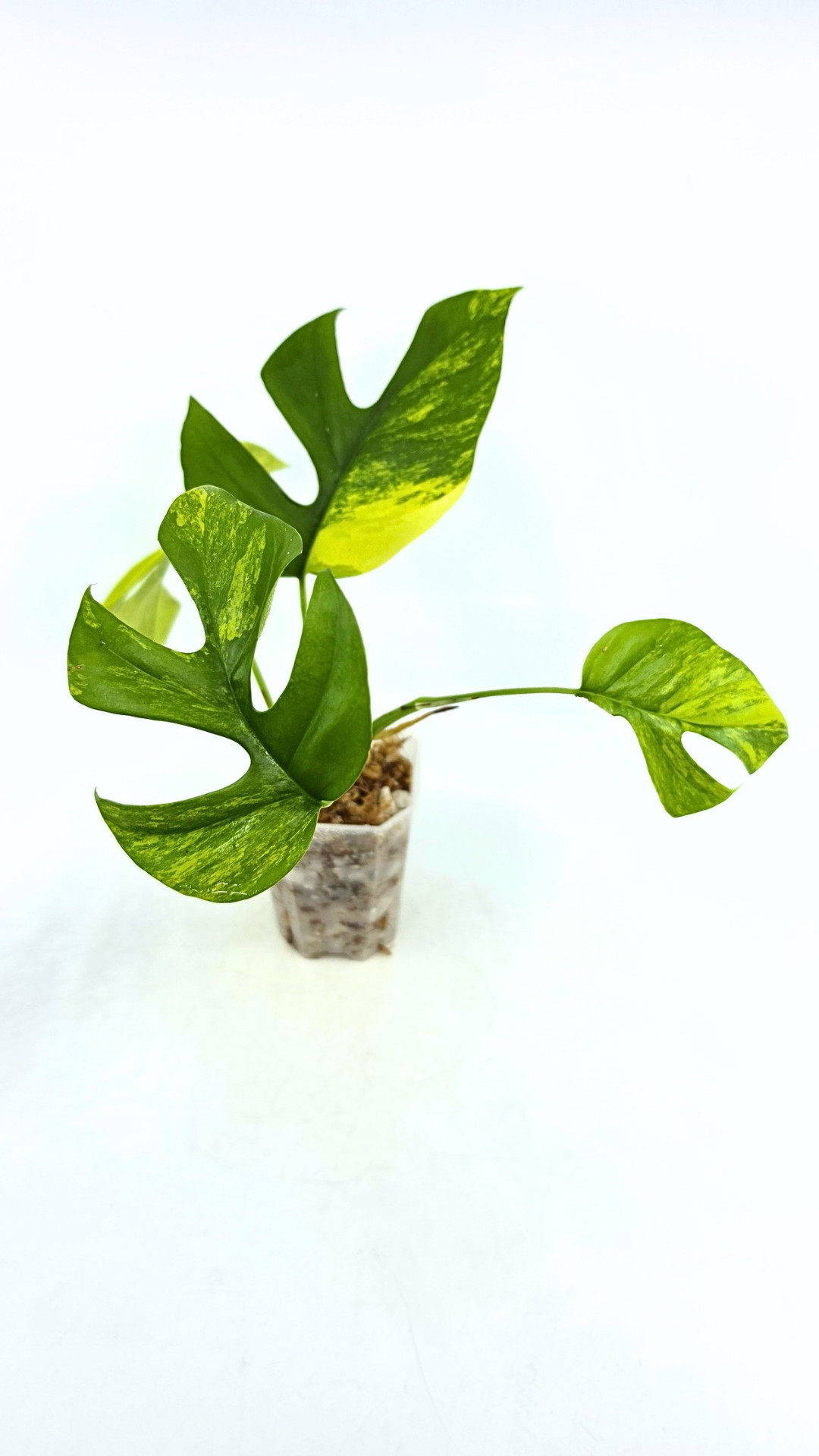 Rare indoor plant Raphidophora Tetrasperma Aurea for sale by rare plant shop The Leaf Gallery in Perth