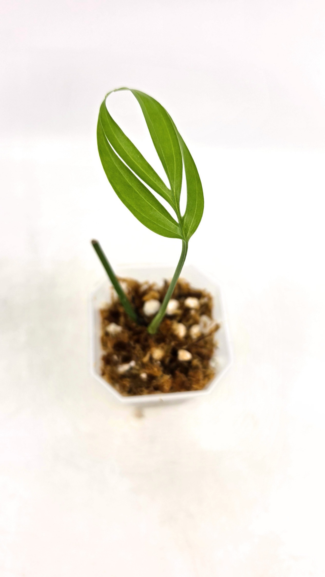 Rare indoor plant Monstera Subpinata available for sale at rare house plant shop The Leaf Gallery in Perth, Western Australia.