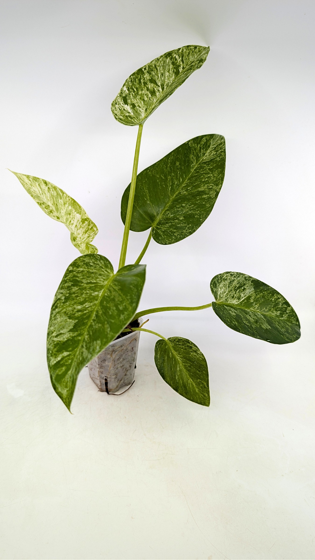 Rare indoor plant Philodendron Giganteum Blizzard Varigated by rare plant shop The Leaf Gallery in Perth, Western Australia