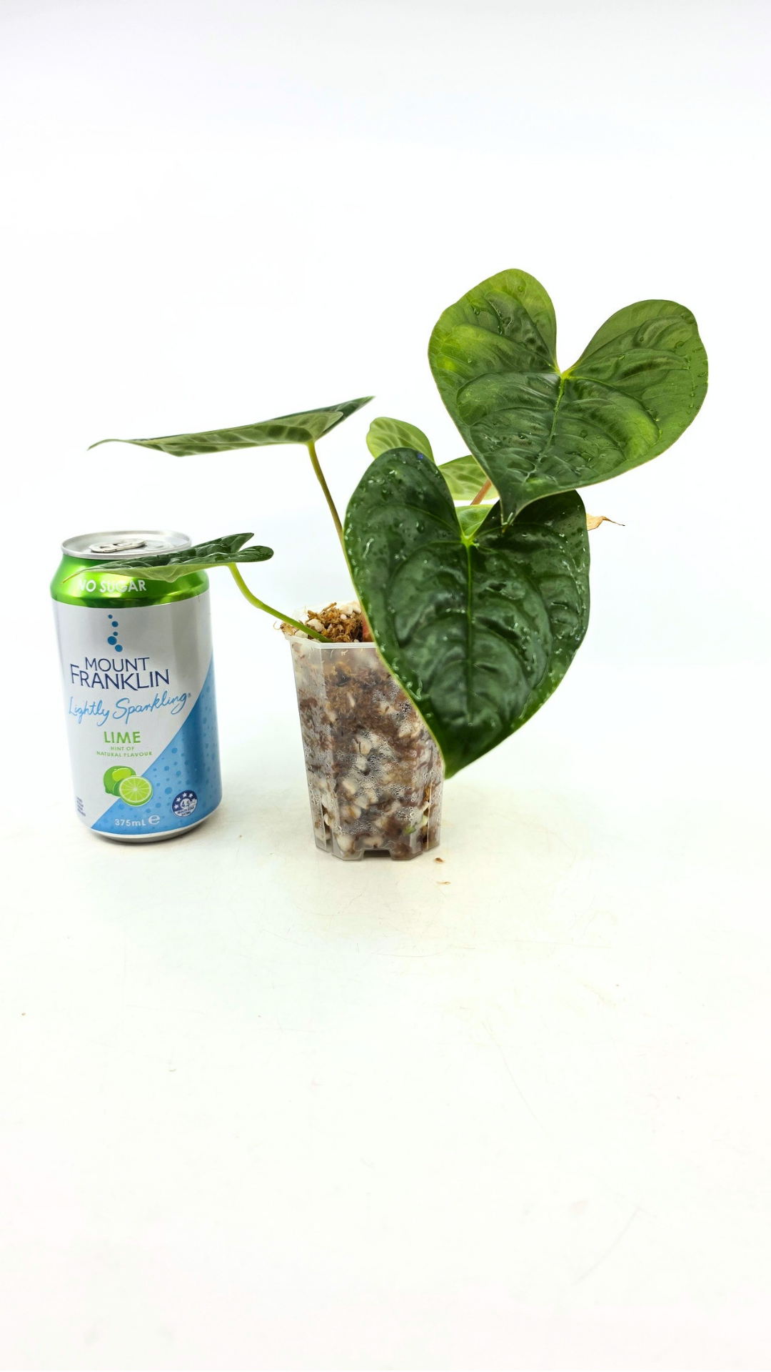 Rare hybrid of indoor plant Anthurium Giganteum Verde X Anthurium Luxurians available at rare plant shop The Leaf Gallery in Perth, Western Australia