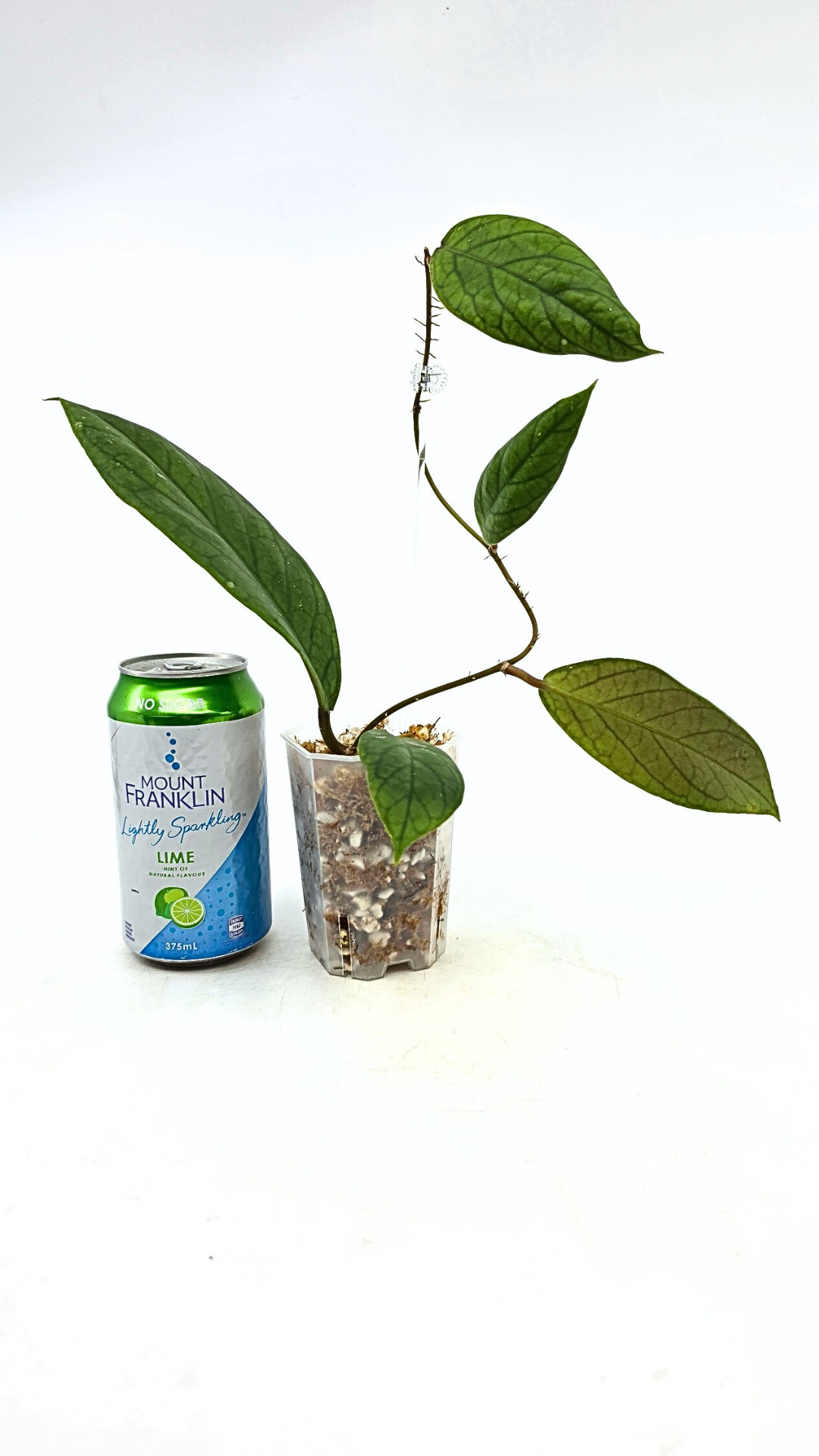 Rare waxplant Hoya Vitellinoides available for sale at rare indoor plant shop The Leaf Gallery in Perth, Western Australia