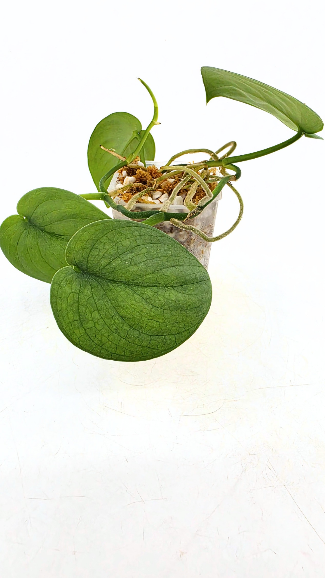 Rare indoor plant Scindapsus Platinum available for sale at rare plant shop The Leaf Gallery in Perth, Western Australia