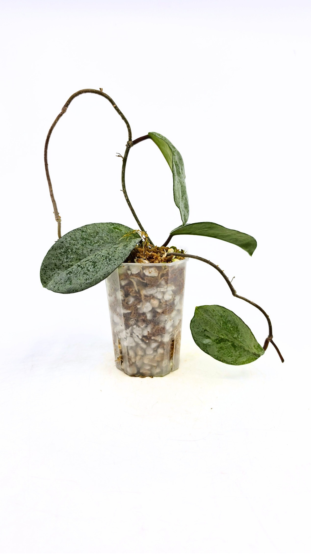 Rare waxplant plant Hoya Carnosa Grey Ghost available at rare plant shop The Leaf Gallery in Perth, Western Australia