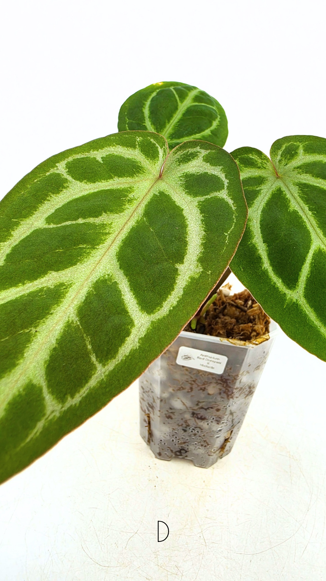 Rare anthurium hybrid Anthurium red dorayaki mutation with Anthurium Michelle by The Leaf Gallery in Perth, Western Australia