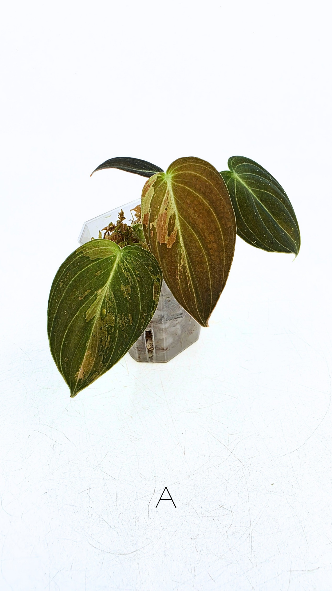 Rare plant Philodendron Melanochrysum Varigated available for sale at rare plant shop The Leaf Gallery in Perth, Western Australia