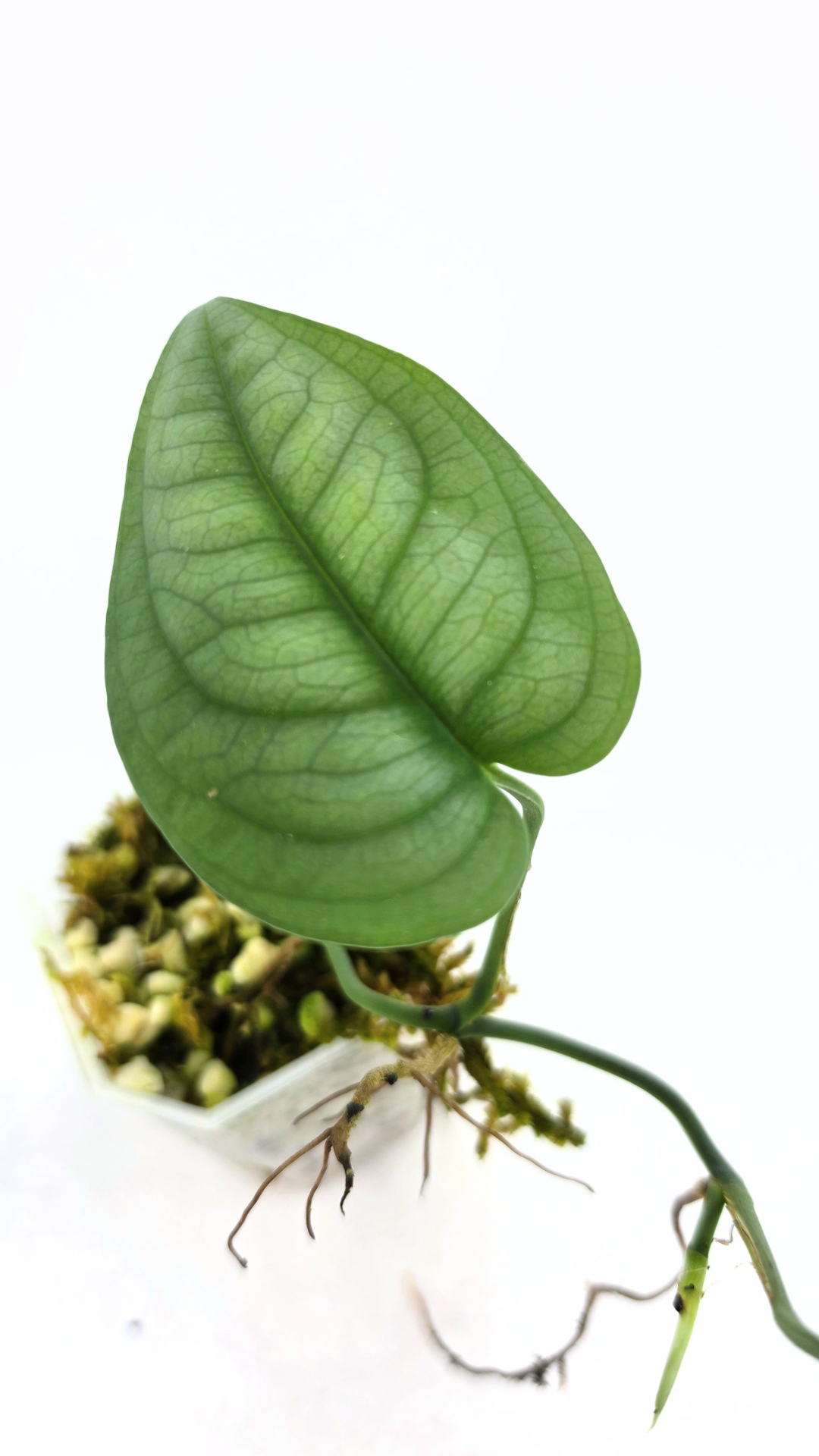 Rare plant Anadendrum Affine often mislabeled as rare Scindapsus Lucens available at rare plant shop The Leaf Gallery in Perth, Western Australia