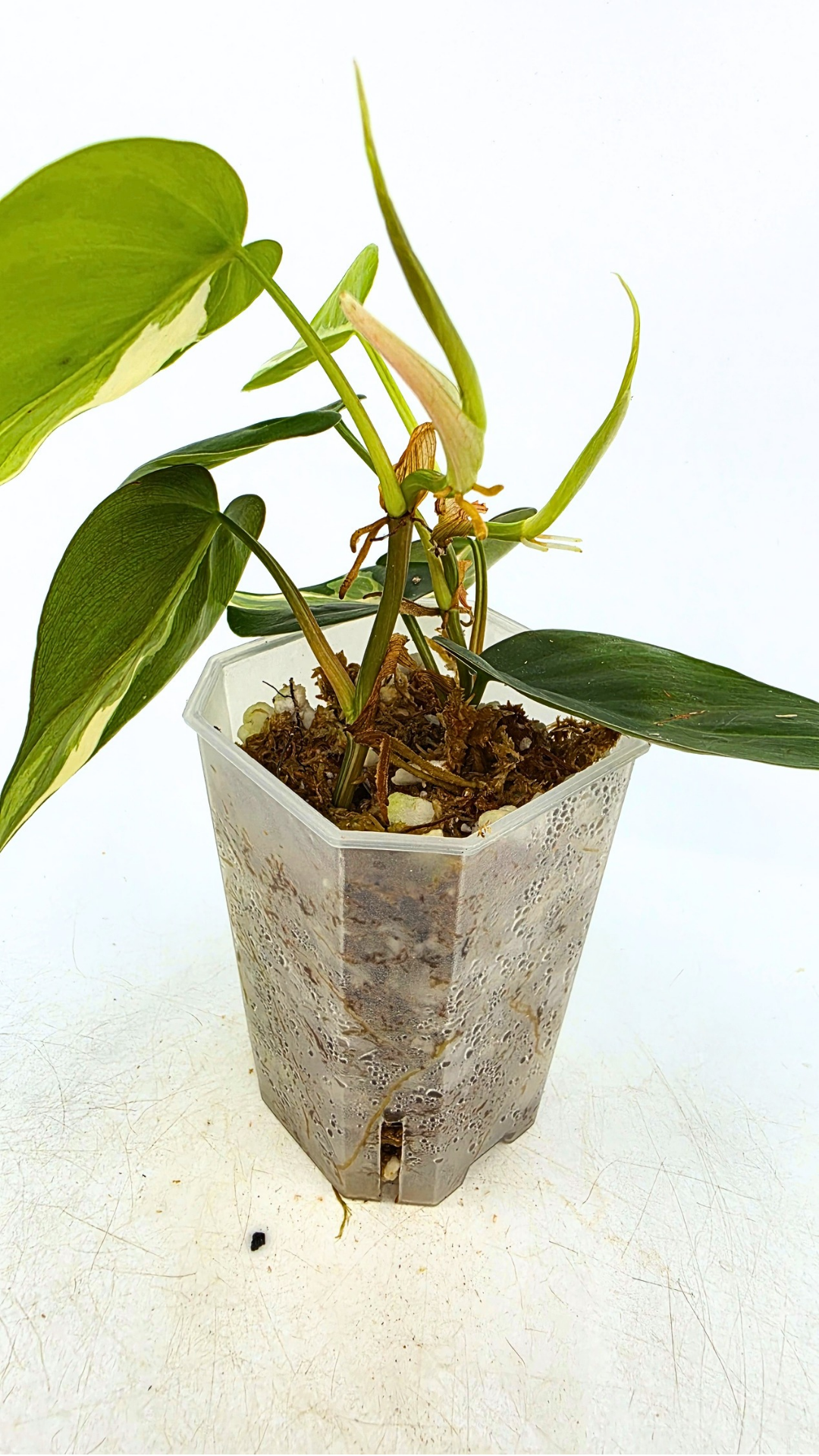 Rare indoor plant Philodendron Rio available at rare plant shop The Leaf Gallery in Perth, Western Australia.