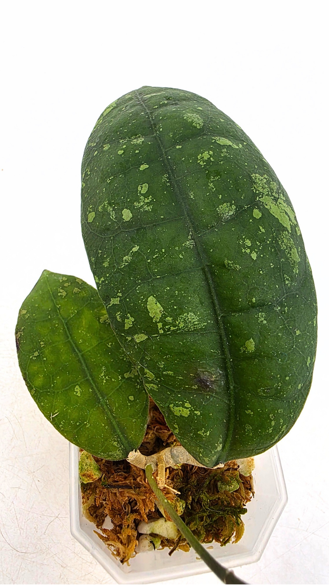Rare waxplant Hoya Aff Lambii available for sale at rare indoor plant shop The Leaf Gallery in Perth, Western Australia.