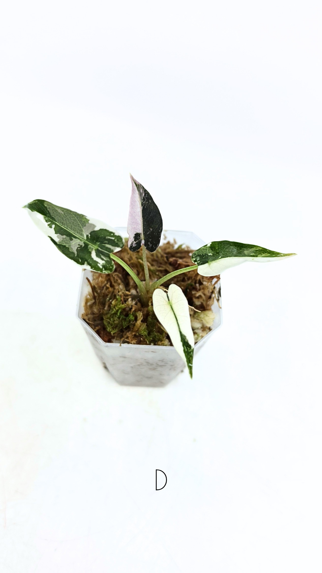 Rare indoor plant Alocasia Amazonica Bambino Pink TC plantlets available for sale at rare houseplant shop The Leaf Gallery in Perth, Western Australia