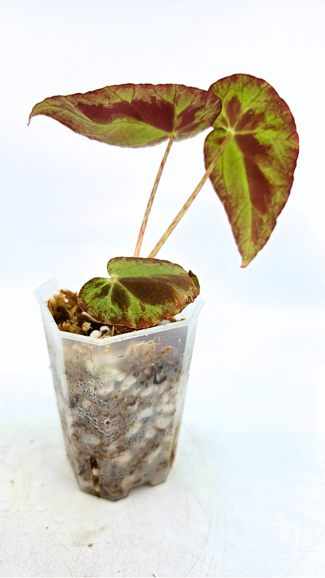 Rare Begonia Burkillii Green form available for sale at rare plant shop The Leaf Gallery in Perth, Western Australia