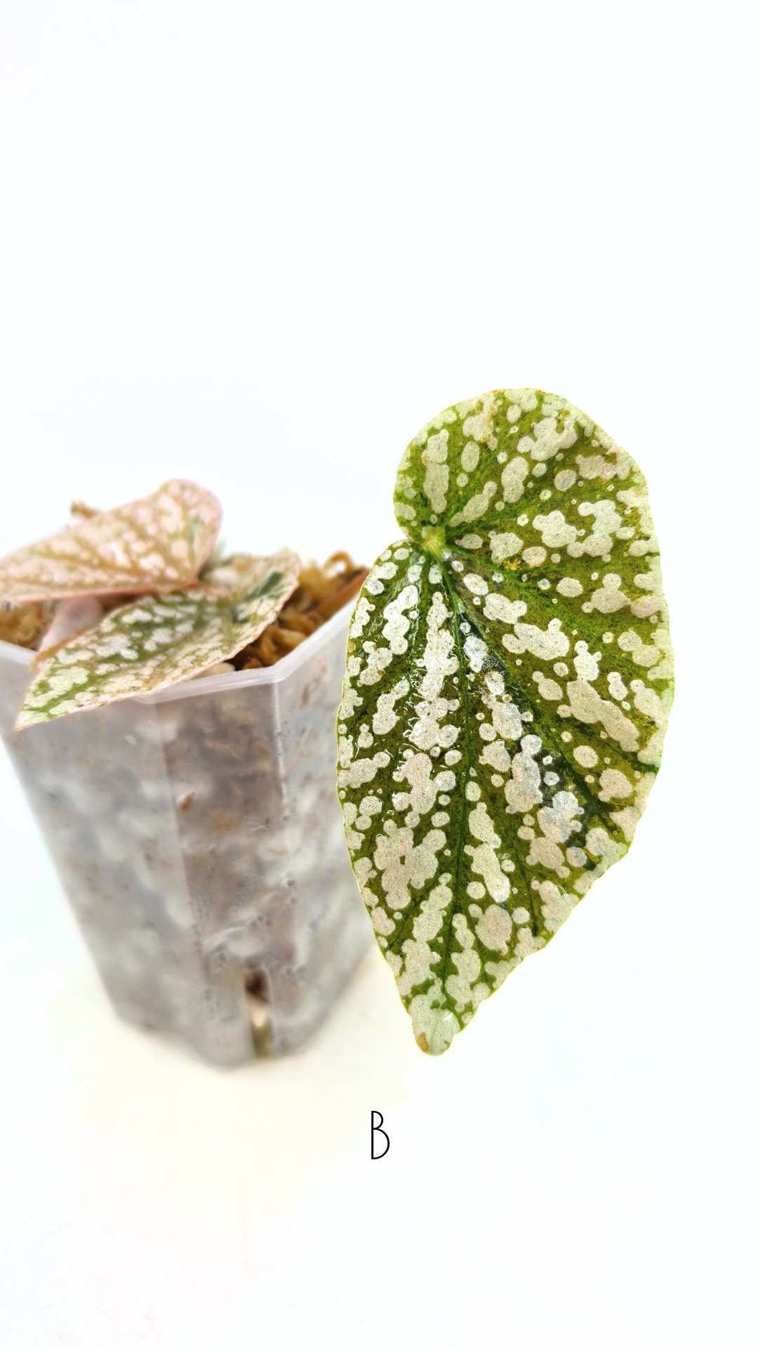 Rare Begonia Snow Capped Pink Variegated available for sale at rare plant shop The Leaf Gallery in Perth, Western Australia