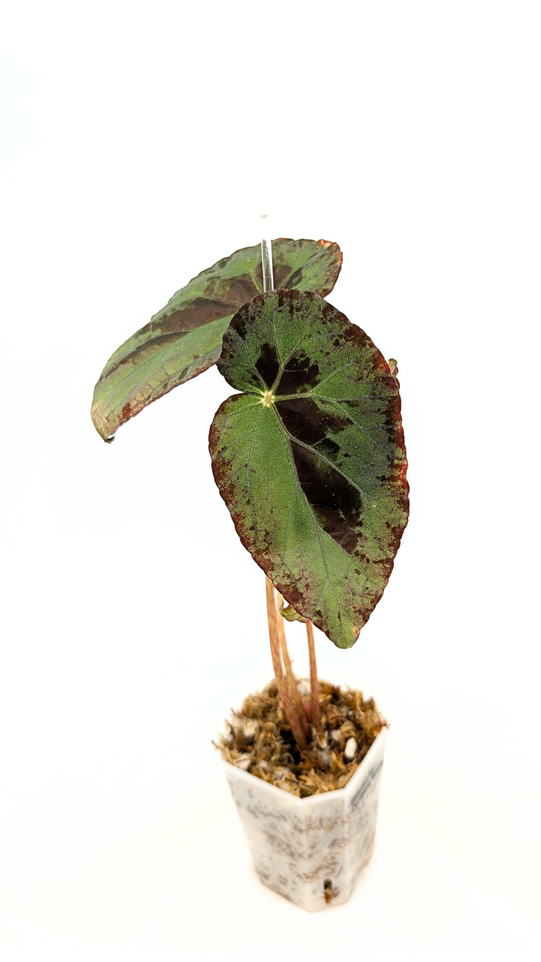 Rare Begonia Burkillii Green form available for sale at rare plant shop The Leaf Gallery in Perth, Western Australia