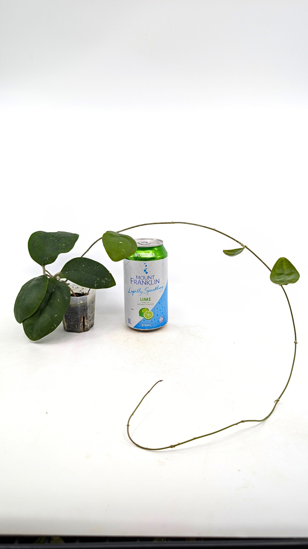 Rare waxplant Hoya Rintzii Borneo available for sale at rare indoor plant shop The Leaf Gallery in Perth, Western Australia