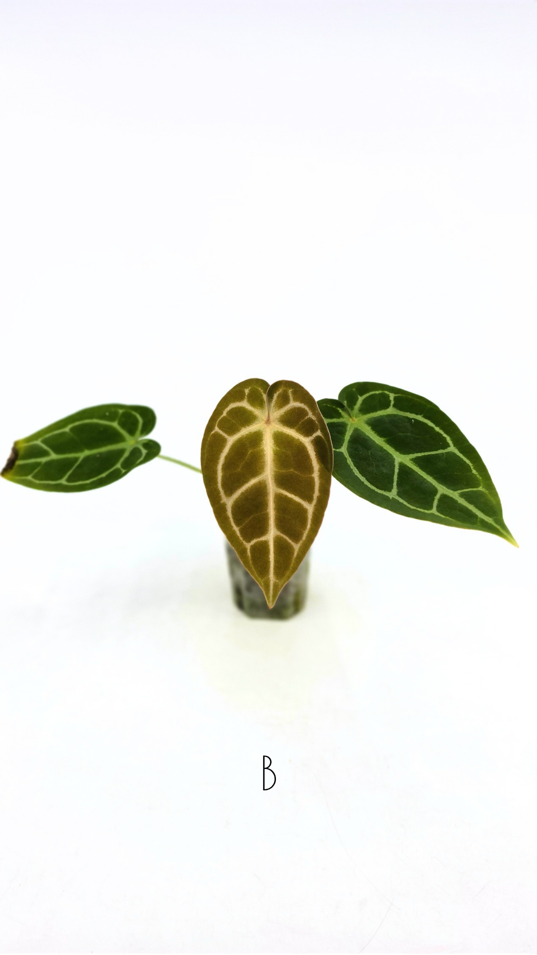 Anthurium Dark Forgetii x Bessae Aff X Doc Block Michelle