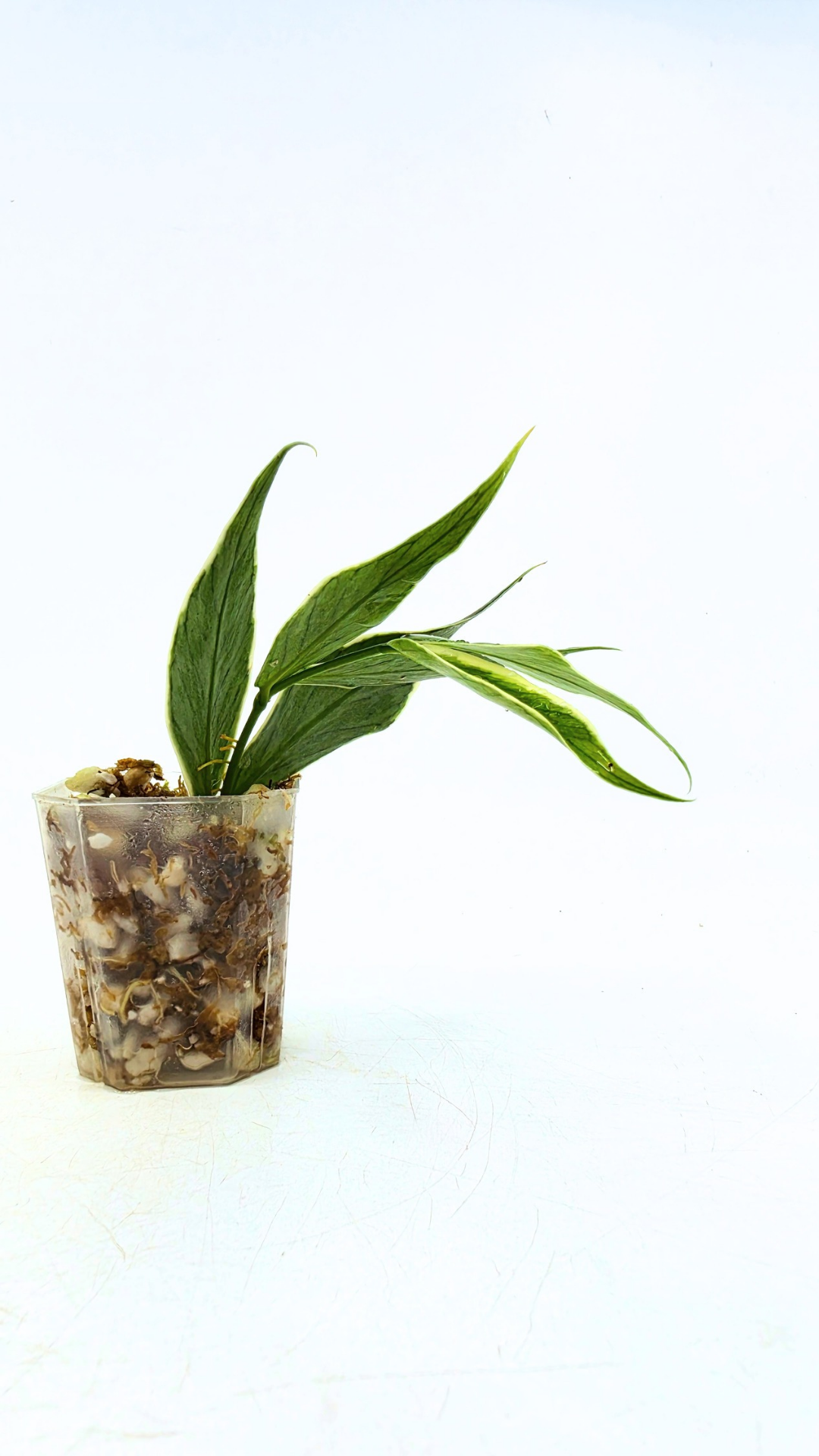 Rare waxplant Hoya Polyneura Albo Varigated also known as Fishtail Hoya Varigated available for sale at rare indoor plant shop The Leaf Gallery in Perth, Western Australia