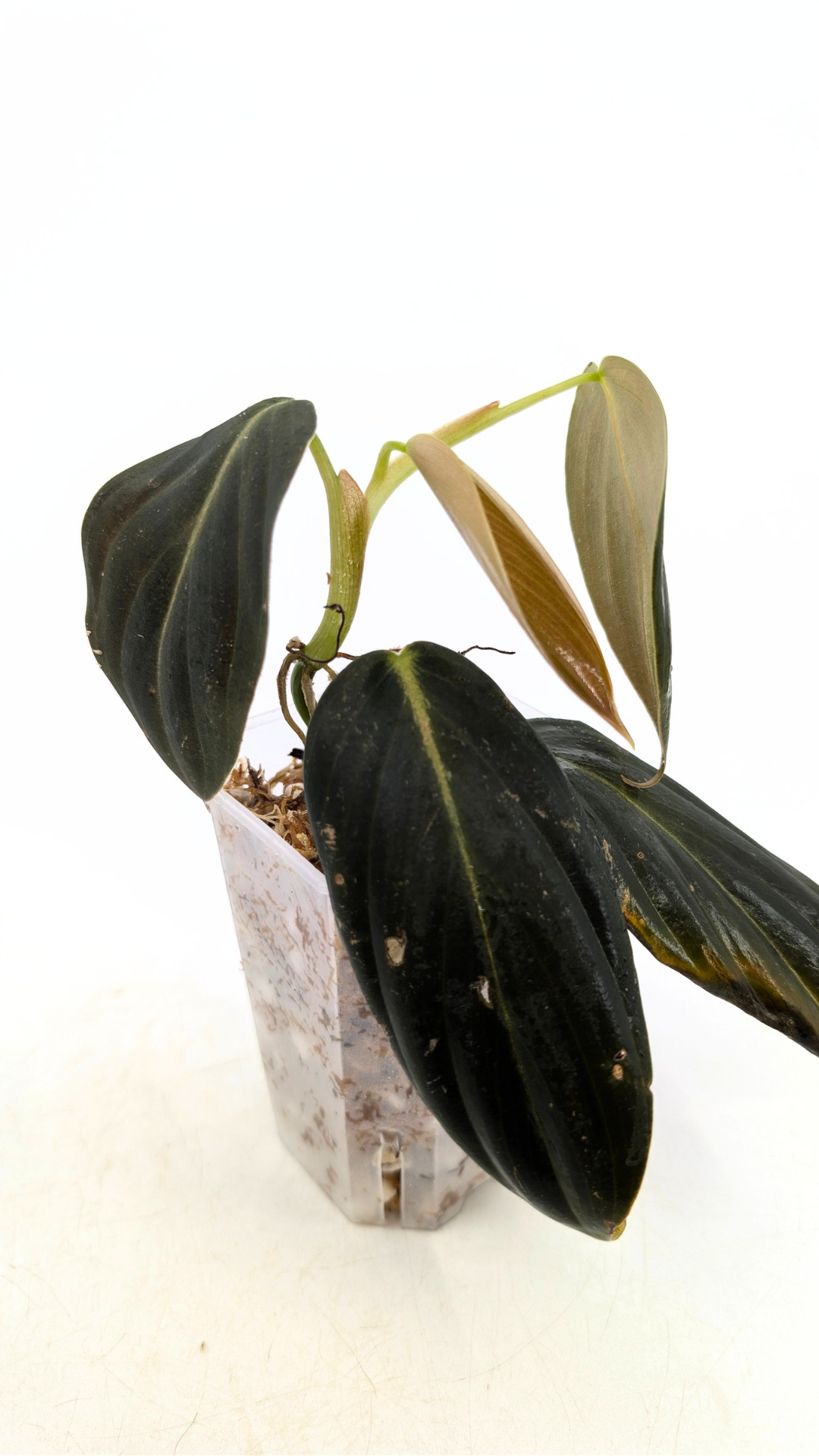 Uncommon indoor plant Philodendron Gigas available for sale at rare house plant shop The Leaf Gallery in Perth, Western Australia