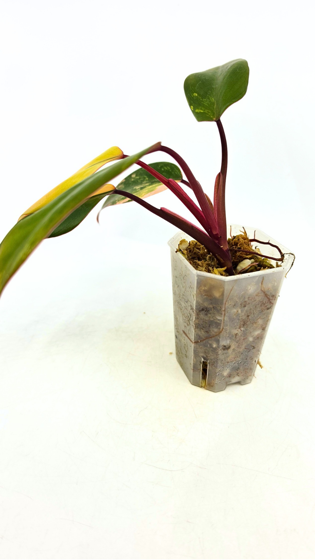 Rare indoor plant Philodendron Strawberry Shake grown and propagated by rare plant shop The Leaf Gallery in Perth, Western Australia