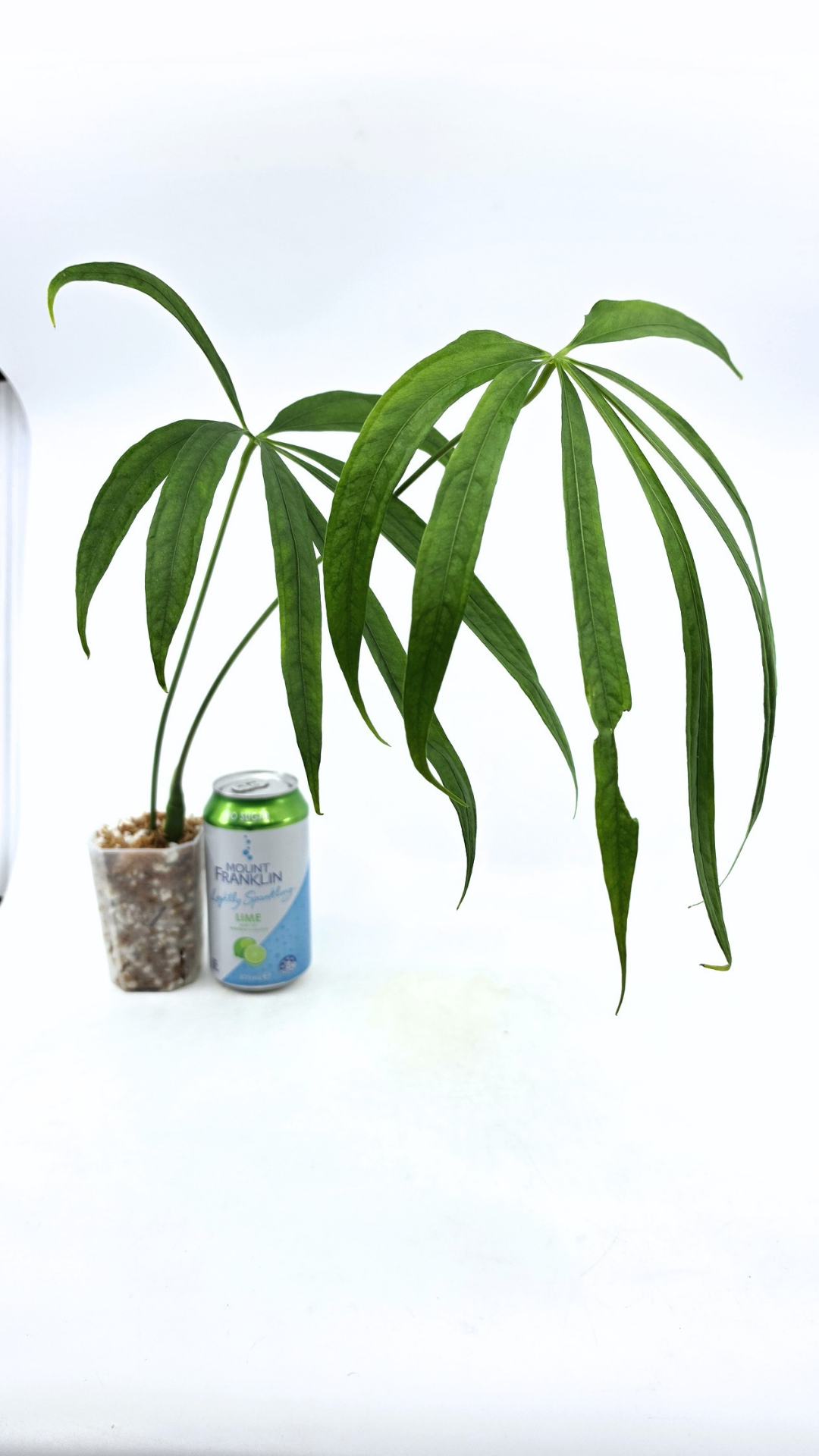 Hard to find house plant Anthurium Polydactylum available for sale at rare plant shop The Leaf Gallery in Perth, Western Australia.