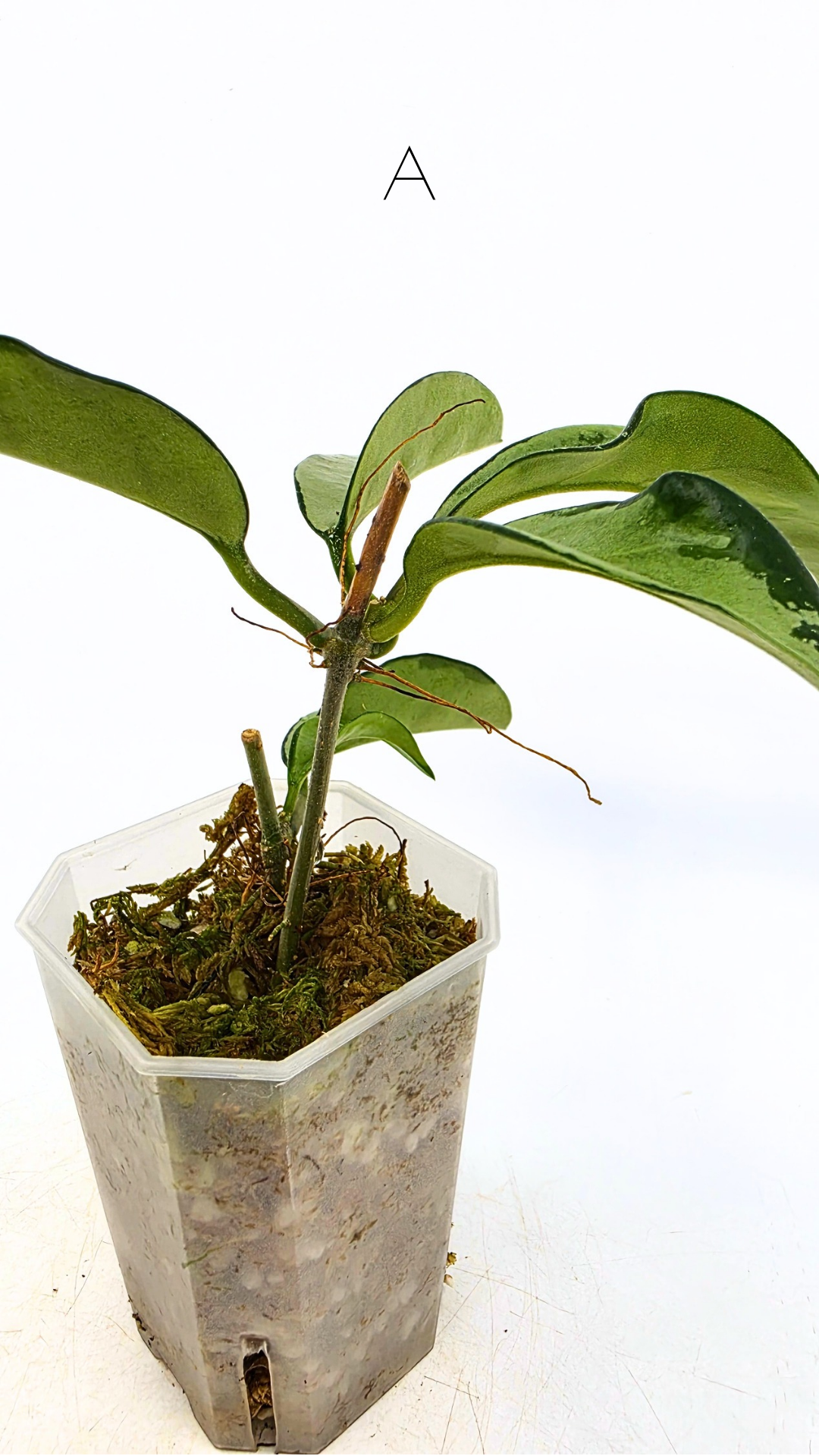 Rare Hoya AH074 available for sale at rare plant shop The Leaf Gallery in Perth, Western Australia