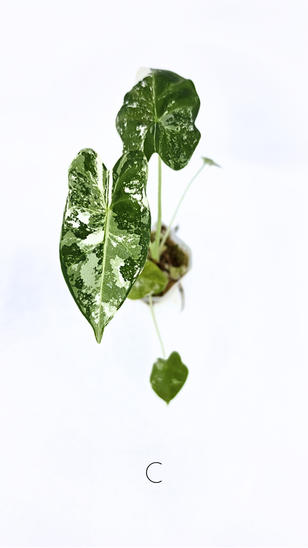 Rare indoor plant Alocasia Frydek Variegated available for sale at rare house plant shop The Leaf Gallery in Perth, Western Australia