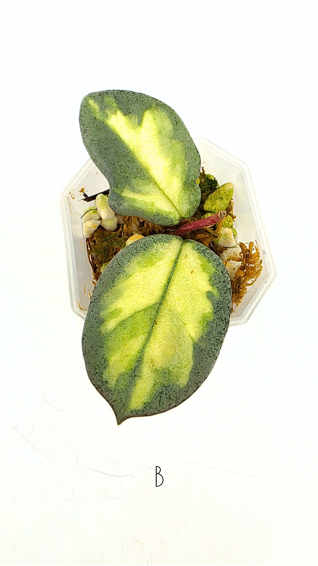 Ultra rare waxplant Hoya Argentea Princess available at rare hoya shop the Leaf Gallery in Perth, Western Australia. Rare hoya Argentea Princess is a varigated form of Hoya Nova Ghost.
