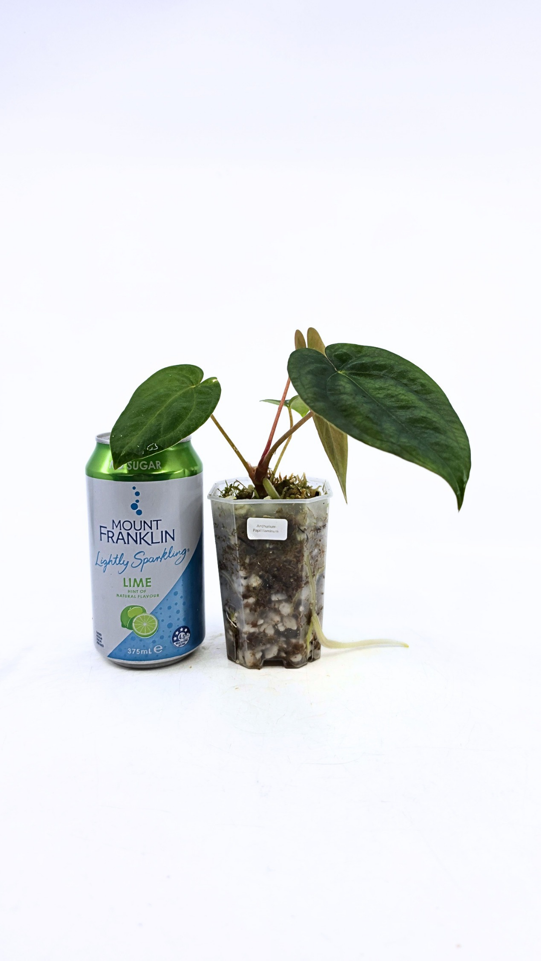 Rare indoor plant Anthurium Papillilaminum pure clone available from rare house plant shop The Leaf Gallery in Perth, Western Australia