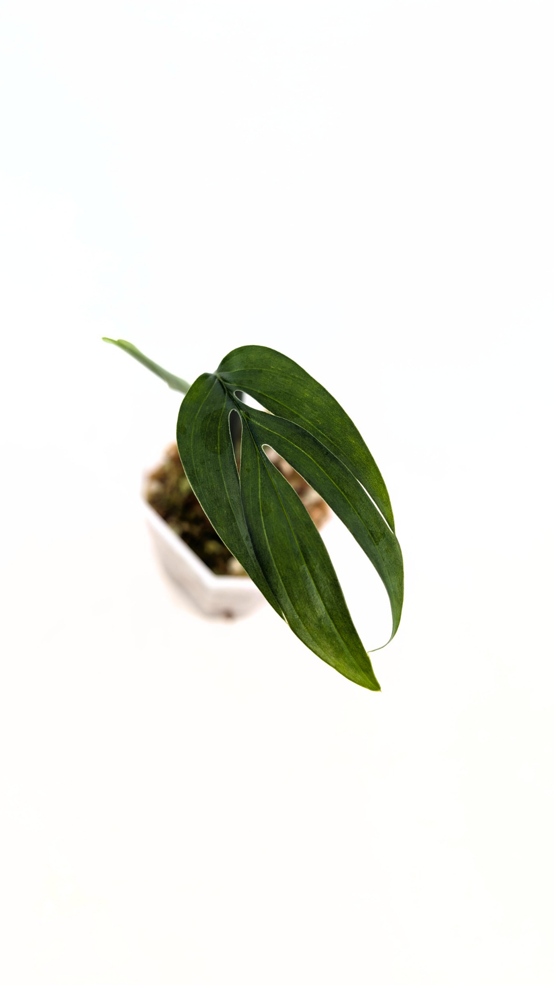 Rare indoor plant Monstera Subpinata available for sale at rare house plant shop The Leaf Gallery in Perth, Western Australia.