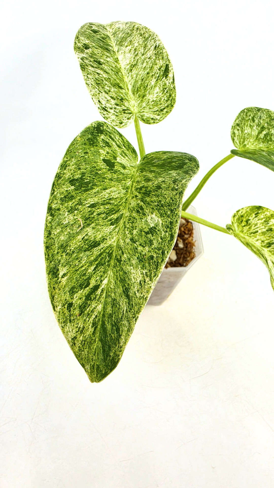 Rare indoor plant Philodendron Giganteum Blizzard Varigated by rare plant shop The Leaf Gallery in Perth, Western Australia